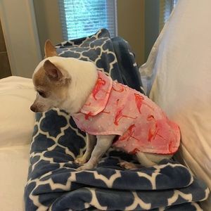 Reversible flamingo print dog jacket 💕